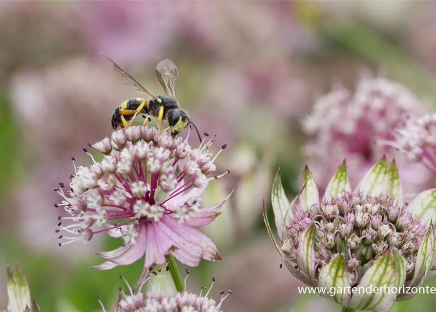 Astrantia major