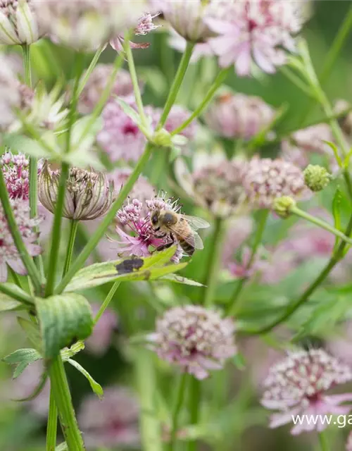 Astrantia major