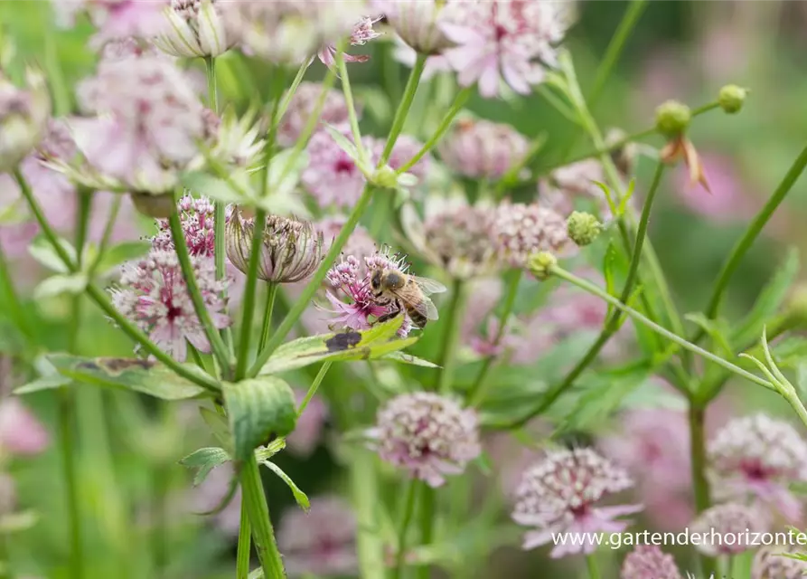 Astrantia major