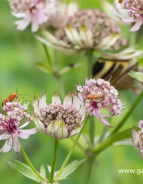 Astrantia major