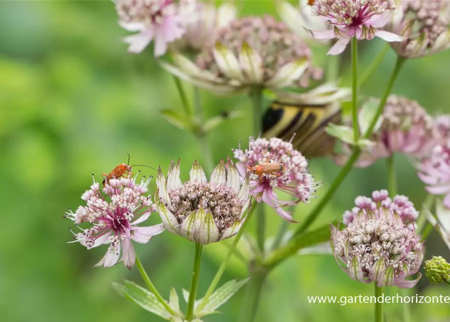 Astrantia major