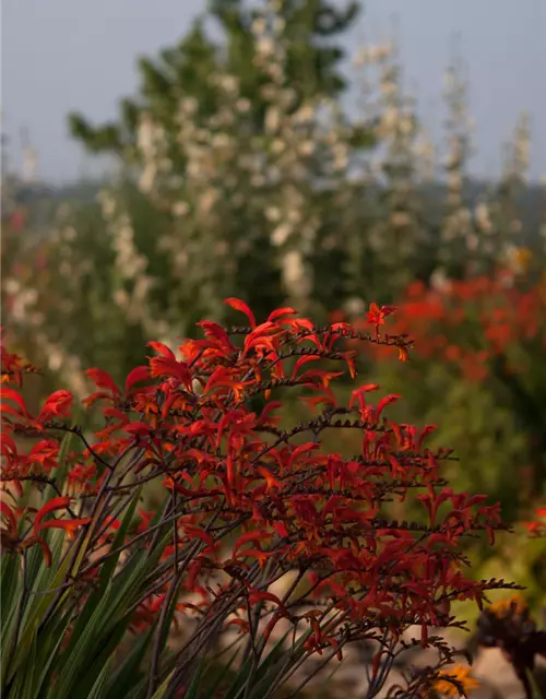 Crocosmia paniculata