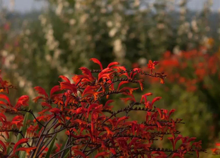 Crocosmia paniculata