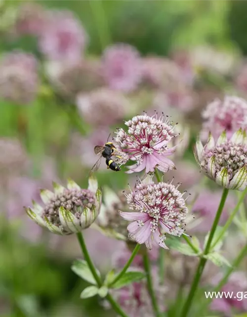 Astrantia major