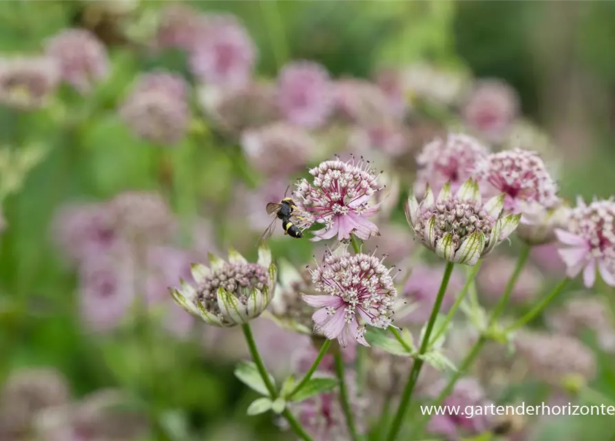 Astrantia major