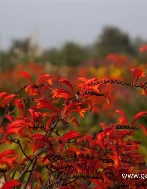 Crocosmia paniculata