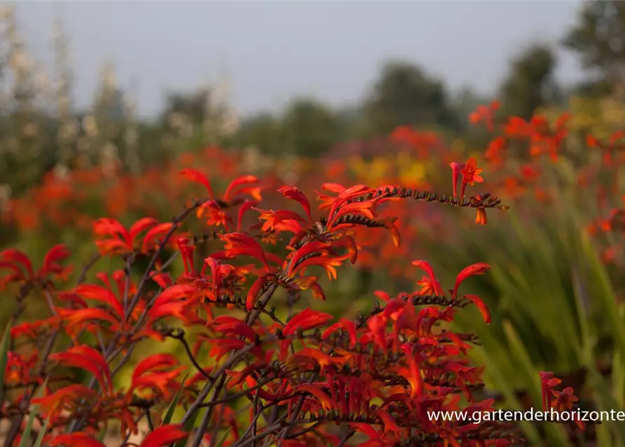 Crocosmia paniculata