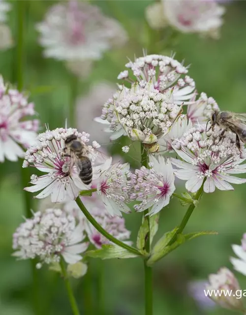 Astrantia major