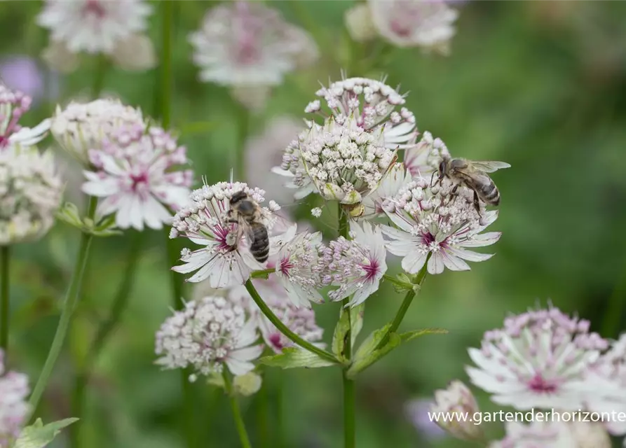 Astrantia major