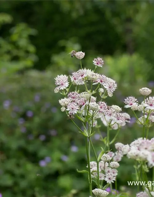 Astrantia major