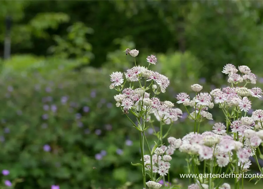 Astrantia major