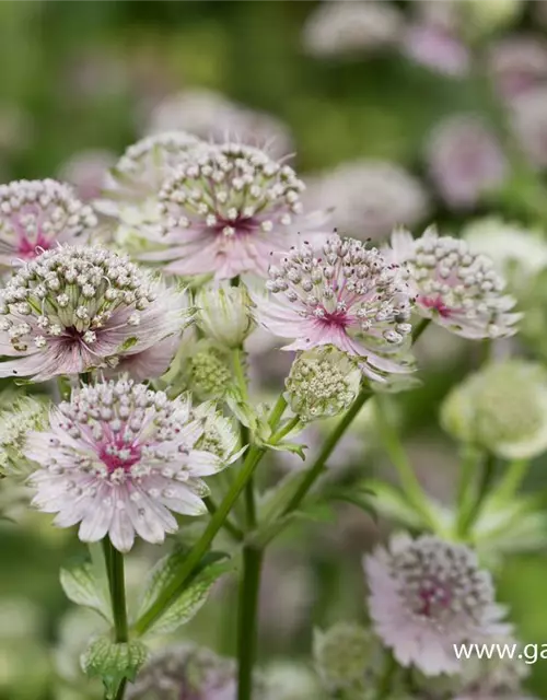 Astrantia major