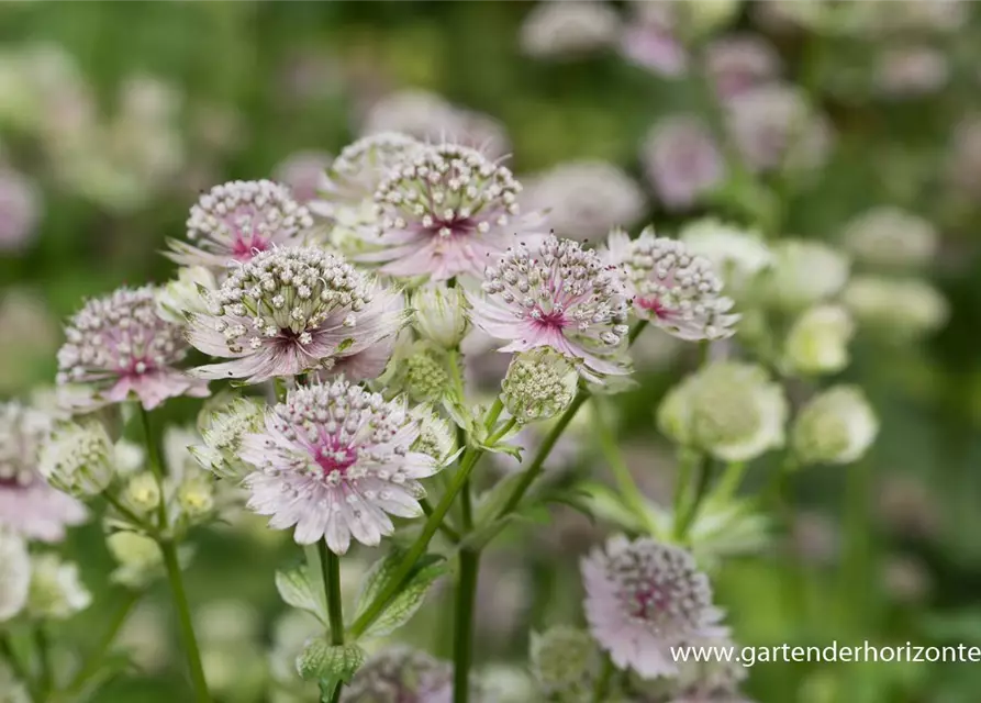 Astrantia major