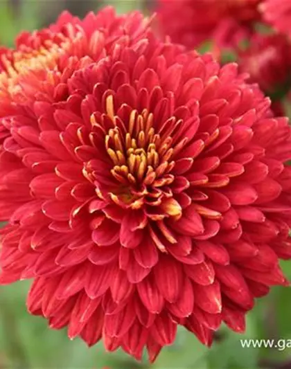 Chrysanthemum x hort.'Brennpunkt'