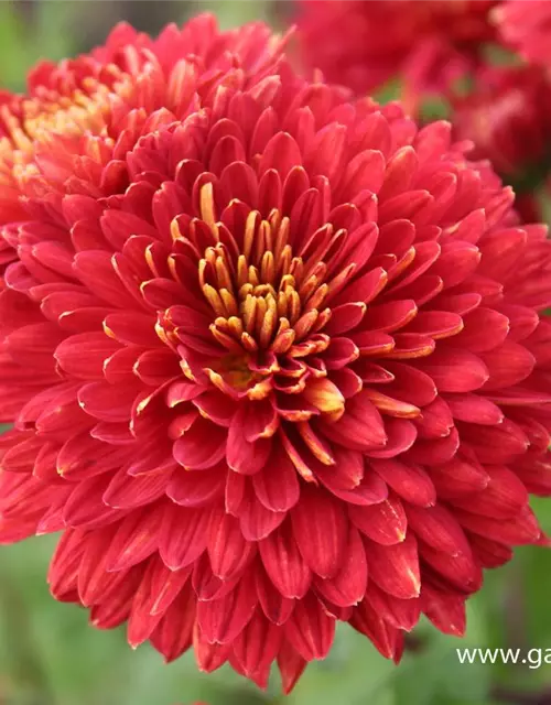 Chrysanthemum x hort.'Brennpunkt'