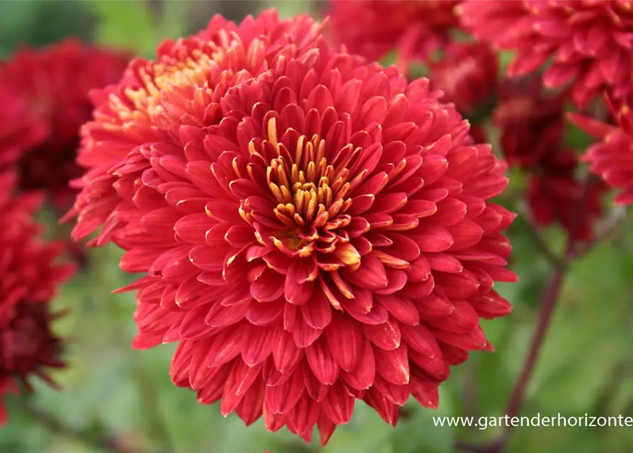 Chrysanthemum x hort.'Brennpunkt'