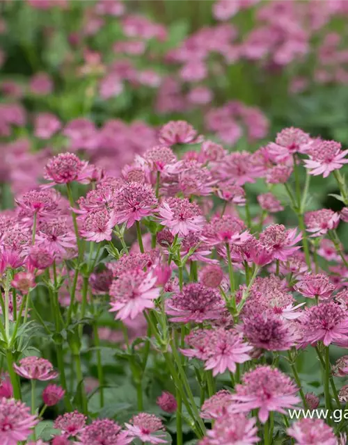 Astrantia major 'Roma' -R-