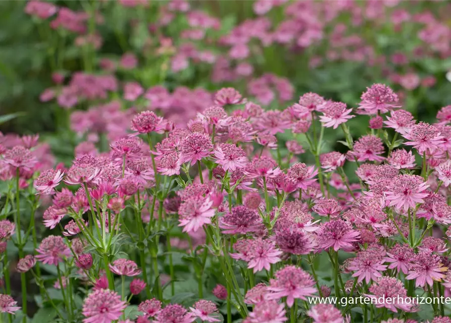 Astrantia major 'Roma' -R-