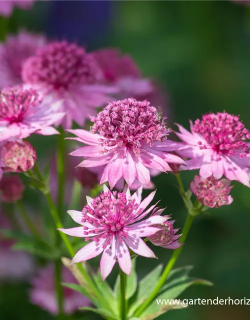 Astrantia major 'Roma' -R-