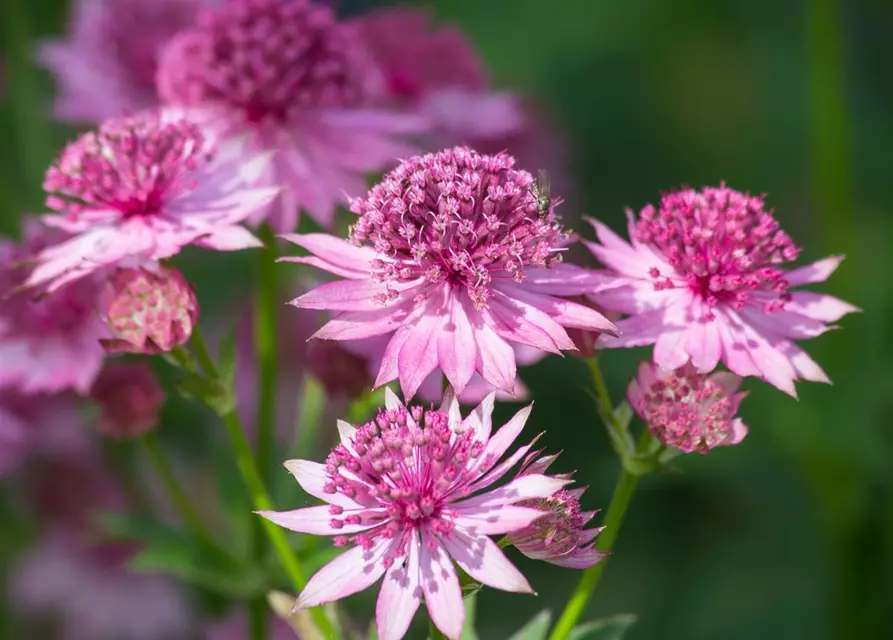 Astrantia major 'Roma' -R-