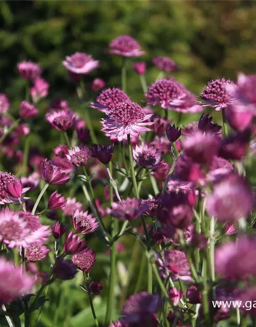 Astrantia major 'Roma' -R-