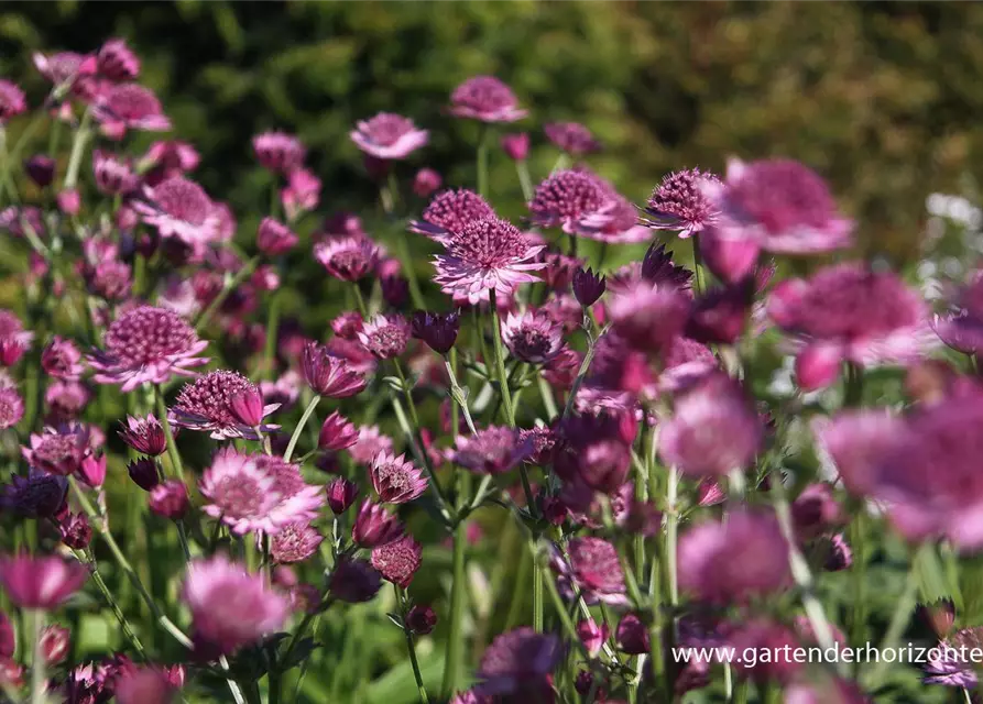 Astrantia major 'Roma' -R-