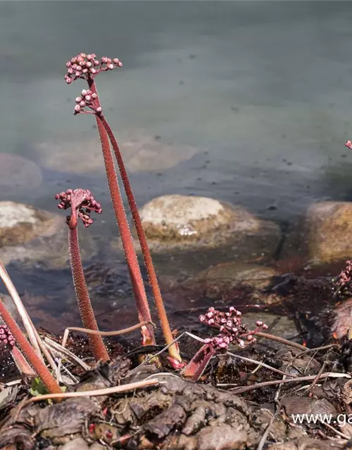 Darmera peltata