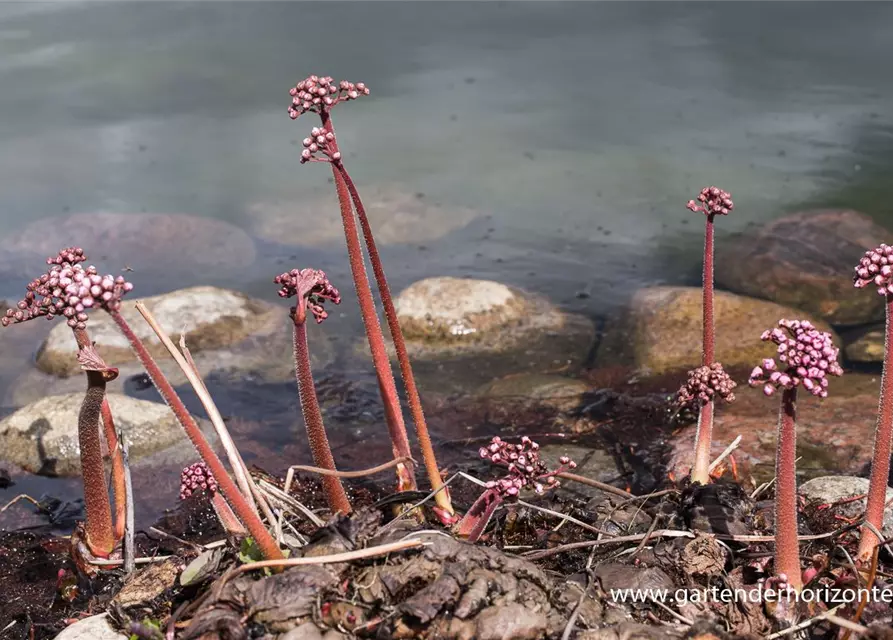 Darmera peltata