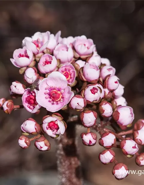 Darmera peltata