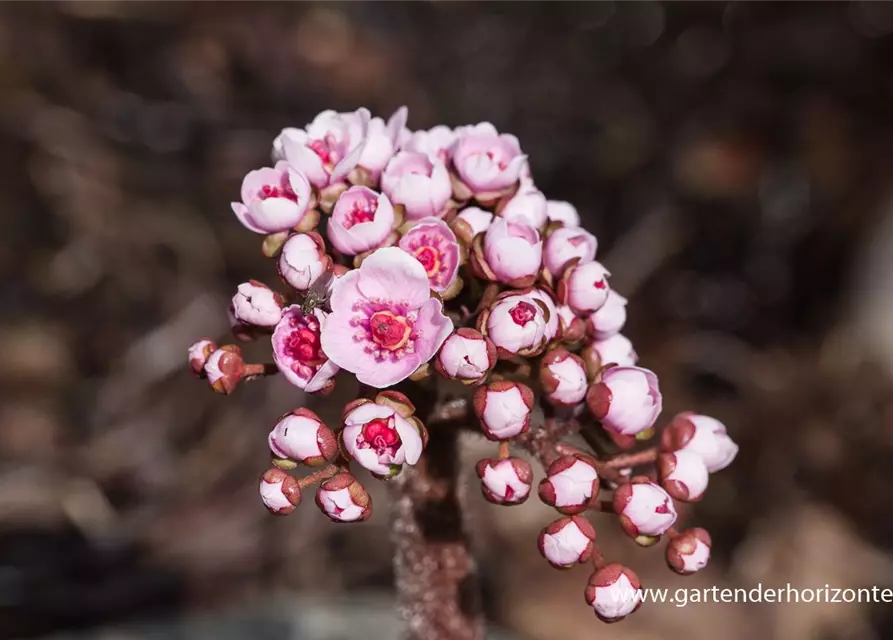 Darmera peltata