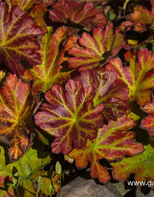 Darmera peltata