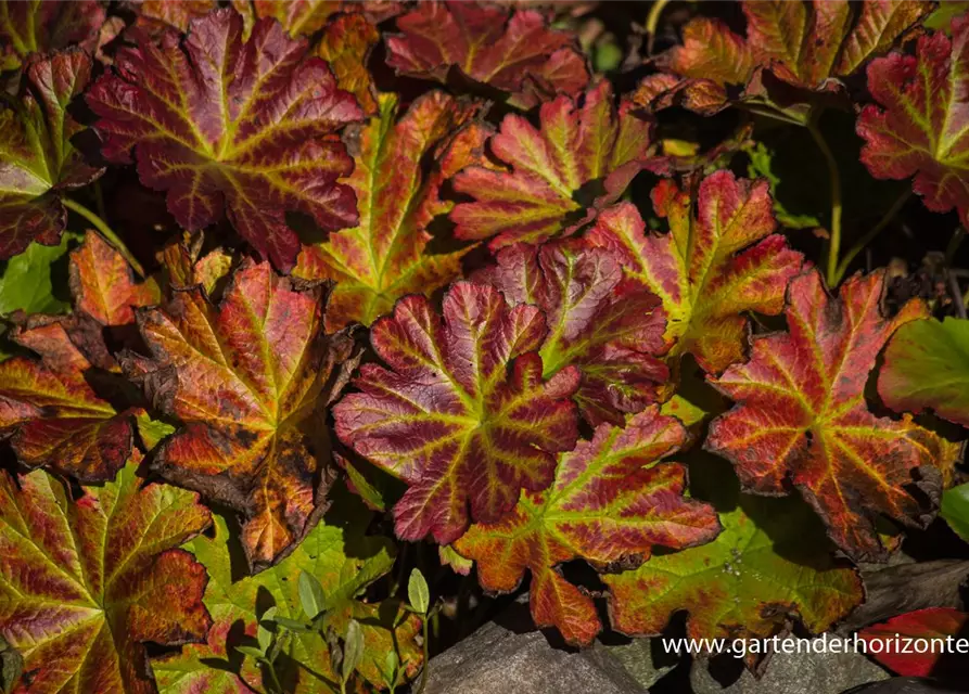 Darmera peltata