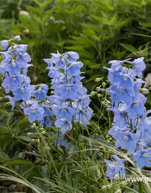 Delphinium x bellad.'Ballkleid'