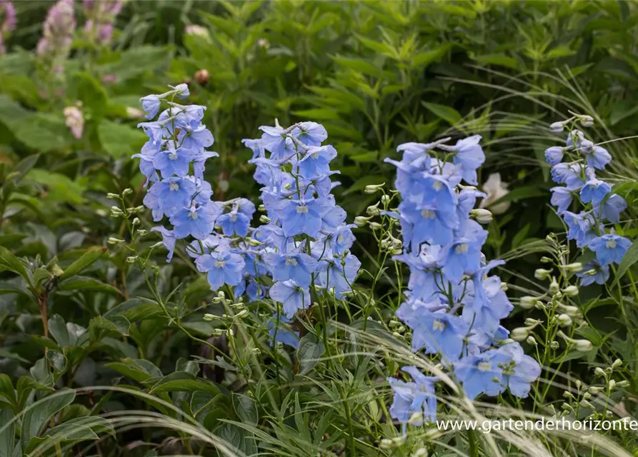 Delphinium x bellad.'Ballkleid'