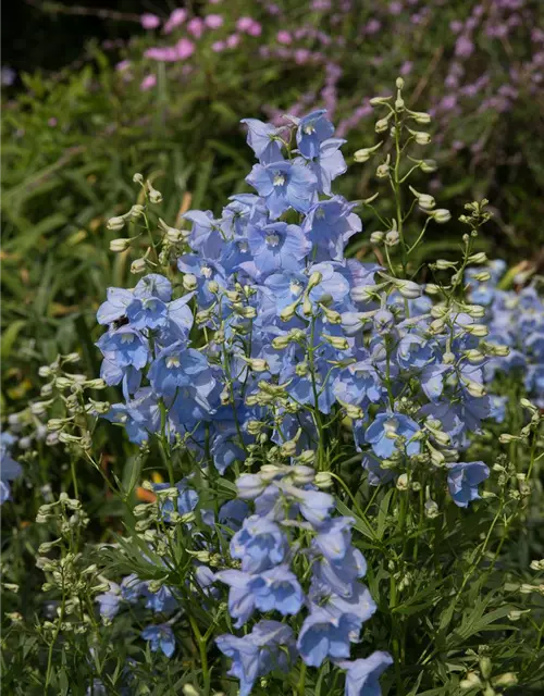 Delphinium x bellad.'Ballkleid'