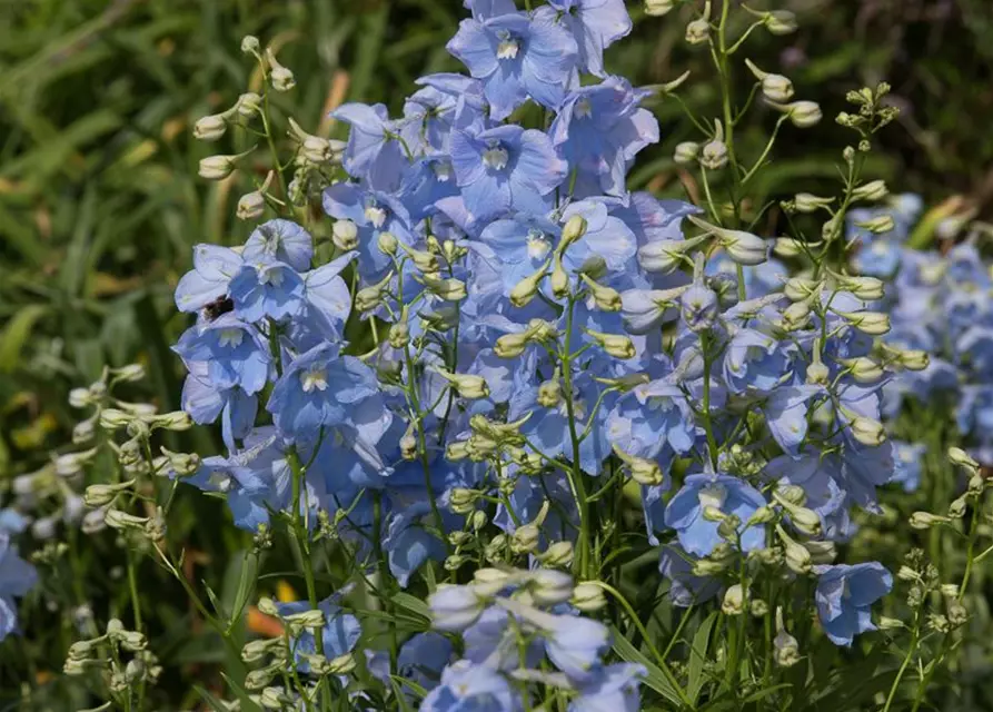 Delphinium x bellad.'Ballkleid'