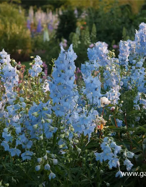 Delphinium x bellad.'Ballkleid'