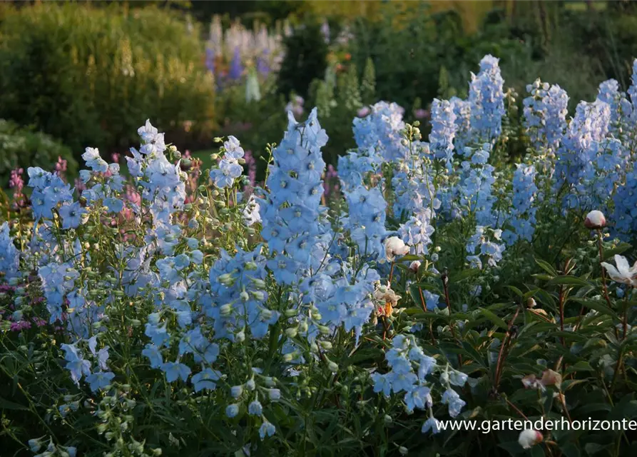 Delphinium x bellad.'Ballkleid'