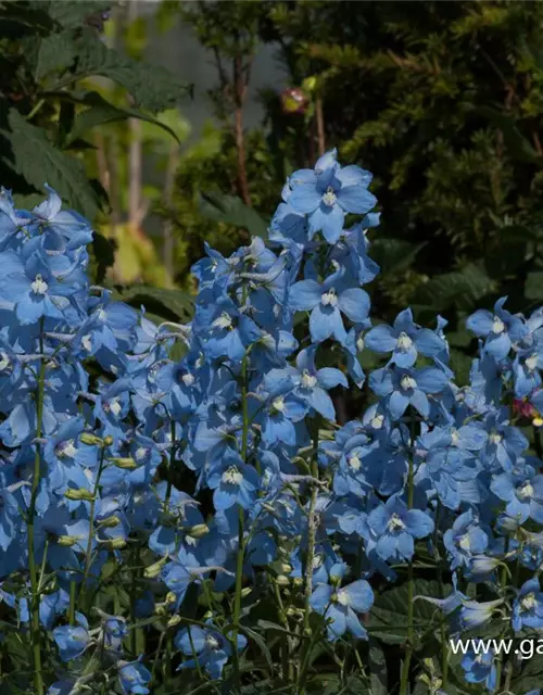 Delphinium x bellad.'Ballkleid'