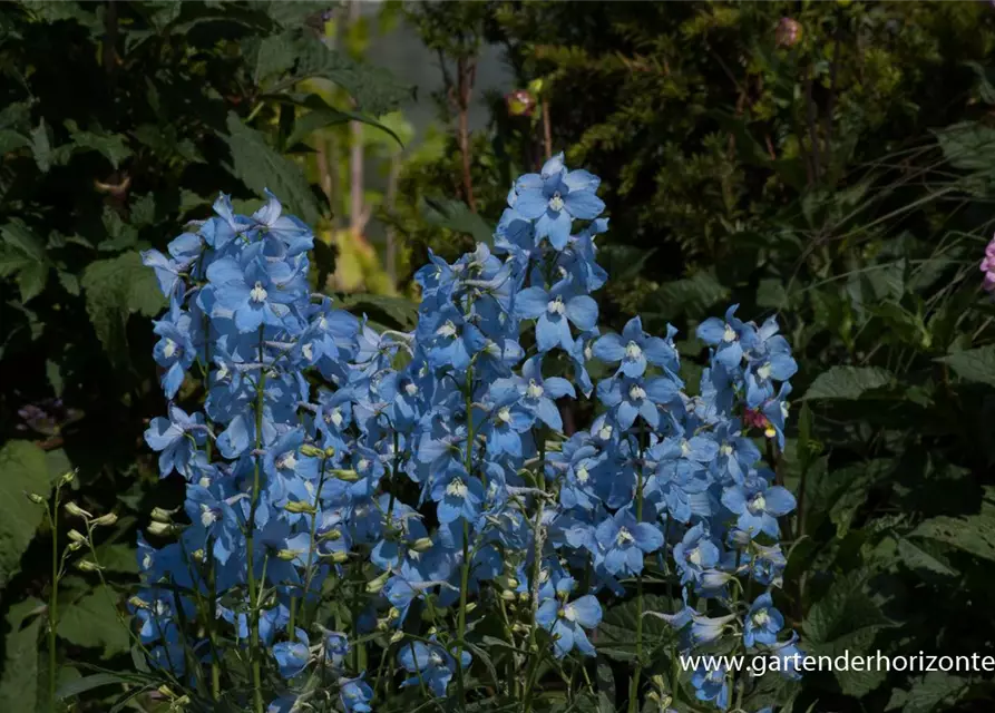 Delphinium x bellad.'Ballkleid'