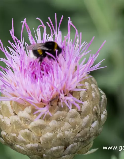 Centaurea x cult. 'Pulchra Major''