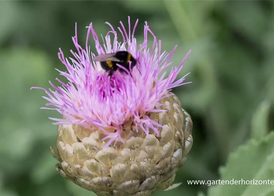 Centaurea x cult. 'Pulchra Major''