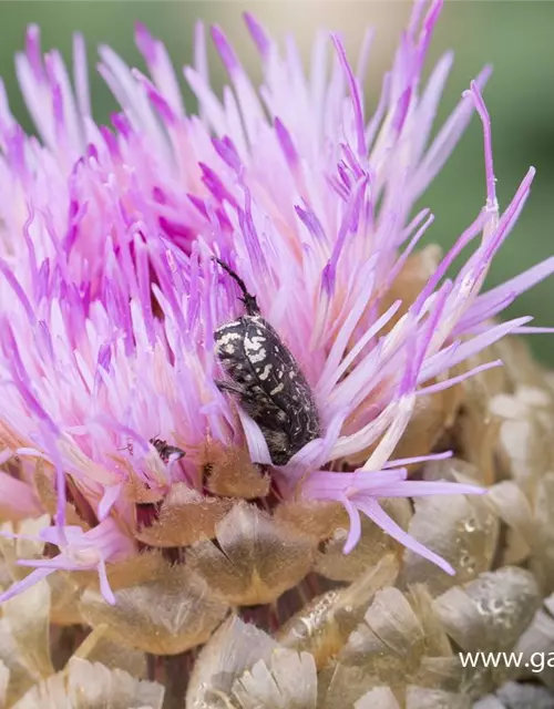 Centaurea x cult. 'Pulchra Major''