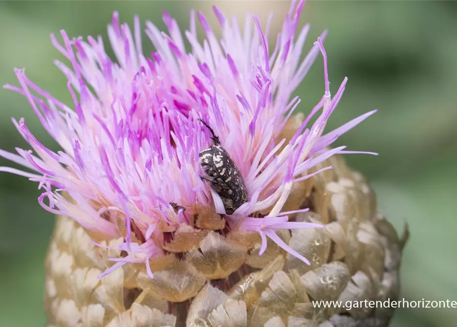 Centaurea x cult. 'Pulchra Major''