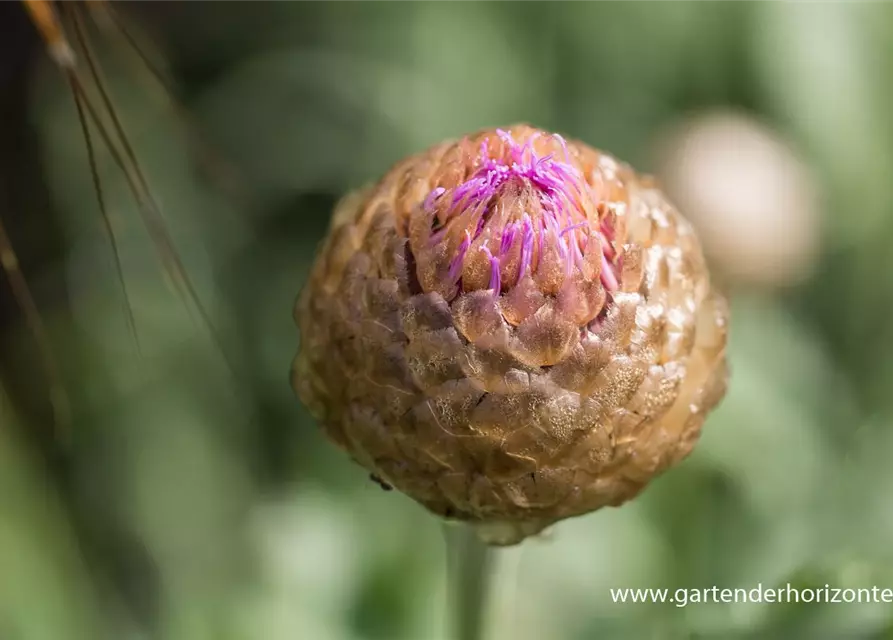 Centaurea x cult. 'Pulchra Major''