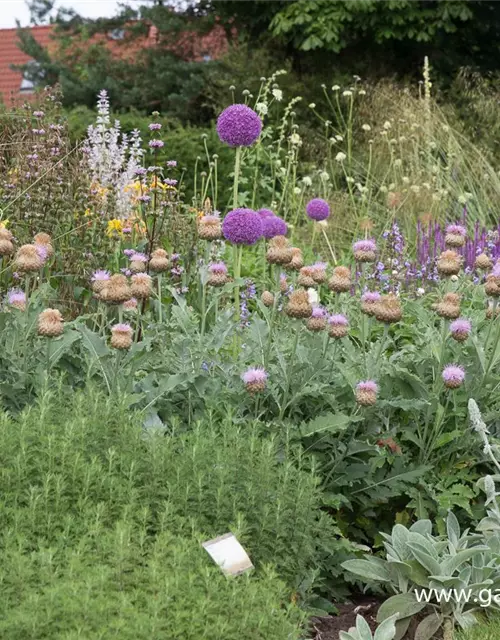 Centaurea x cult. 'Pulchra Major''