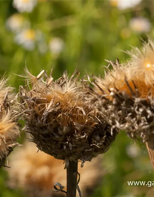 Centaurea x cult. 'Pulchra Major''