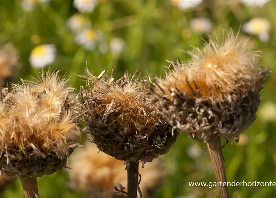 Centaurea x cult. 'Pulchra Major''