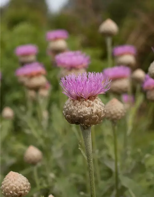 Centaurea x cult. 'Pulchra Major''