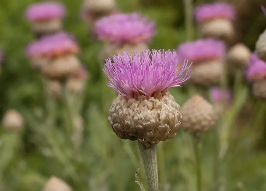 Centaurea x cult. 'Pulchra Major''